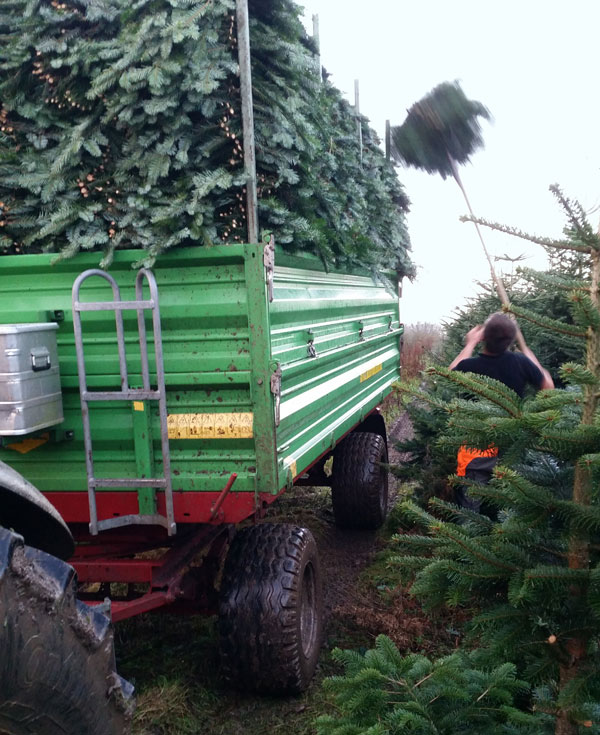 Weihnachtsbäume - Laden von Tannengrün