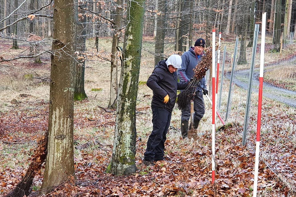 Aufforstung - Setzlinge pflanzen